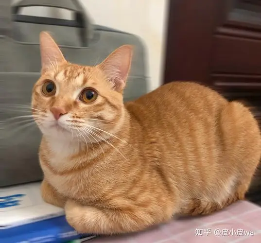 中华橘猫的价格（中华橘猫多少钱一只）