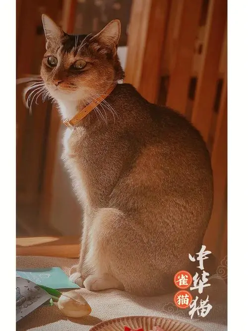 中华雀猫的特点 中华雀猫价格一般在多少