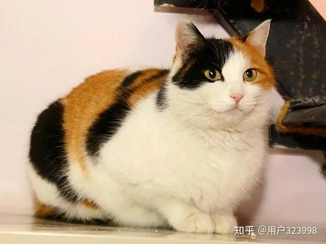 中华田园猫的分类 中华田园猫的品种