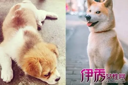 中华田园犬黄狗与柴犬的区别（中华田园犬黄狗和柴犬的区别）