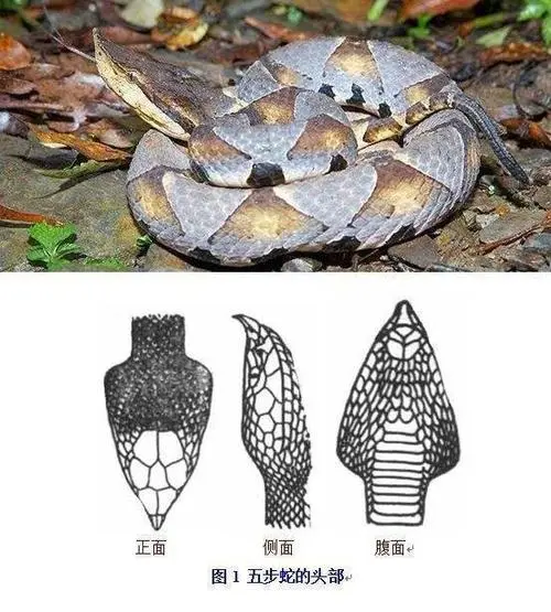 中文标题：矛头蝮和五步蛇的区别（矛头蝮和五步蛇的区别）