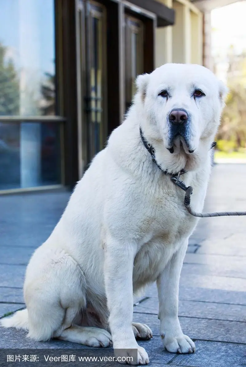 中亚牧羊犬的优缺点