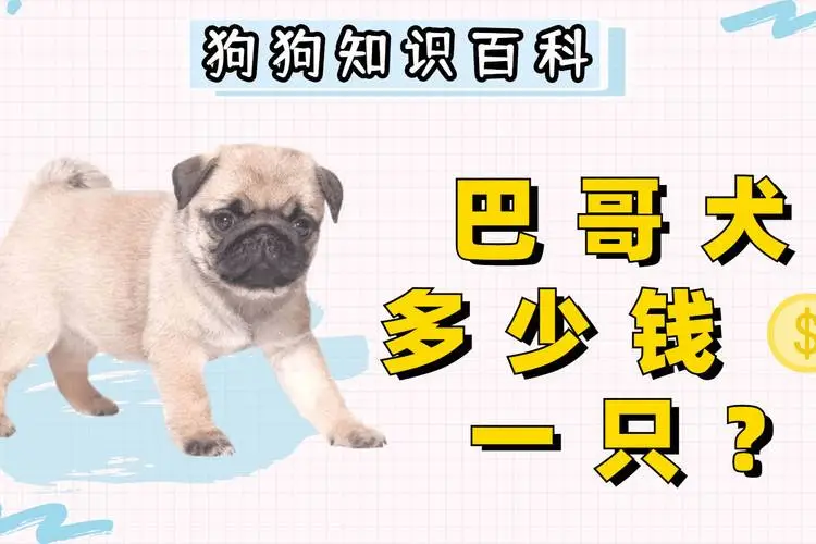 八哥犬多少钱，市场价格如何？