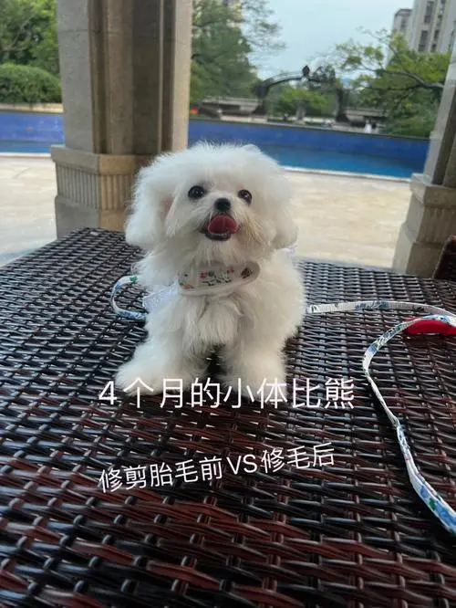 比熊几个月剃胎毛？早剃胎毛对狗狗有影响吗？