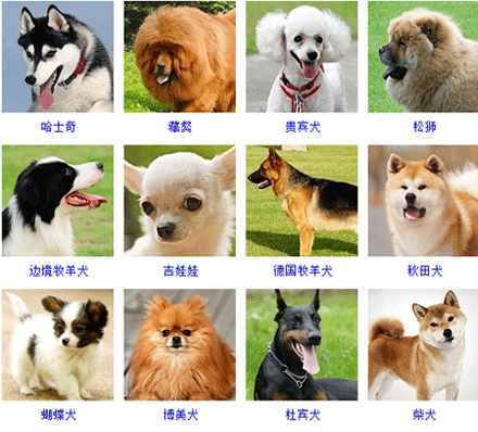 金毛寻回犬是被广泛认可为家庭宠物的品种之一