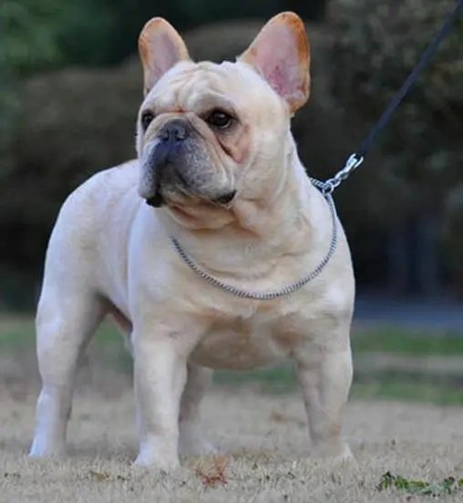 法斗犬：魅力与才能并存的独特品种