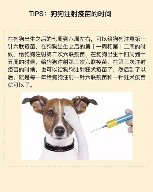 狗狗打疫苗，宠物健康保障不可忽视