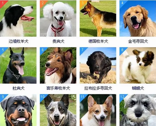 狗狗几个月算成犬？详细解析狗狗成犬的过程