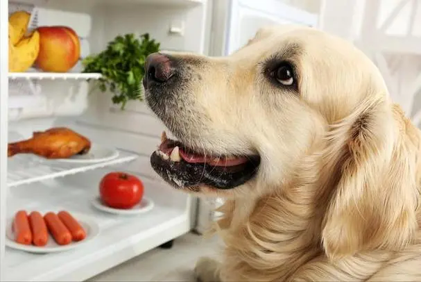 狗狗可以吃饼干吗？探索狗狗食物选择的迷思