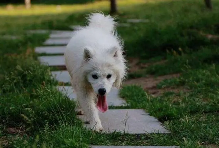 狗狗名：萨摩耶犬的训练技巧