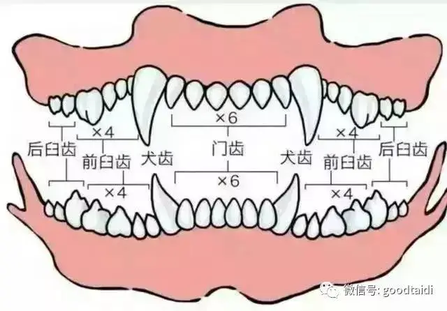 狗会换牙吗？探索狗宝宝牙齿发育的奥秘