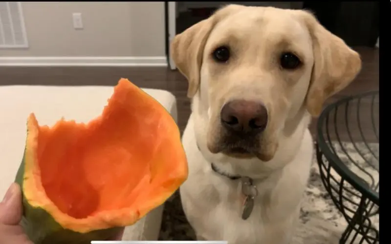 狗可以吃木瓜吗？