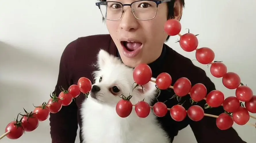 狗可以吃小番茄吗？