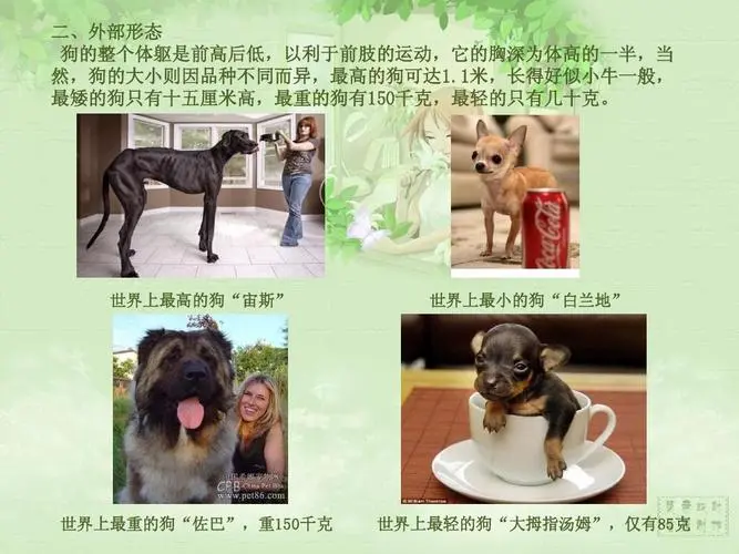 狗是哺乳动物吗？探究狗的分类