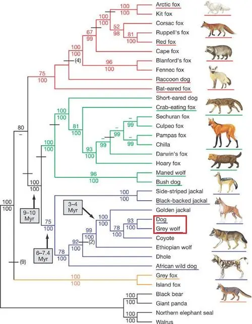 狗是怎么来的？揭秘犬类的起源和演化过程