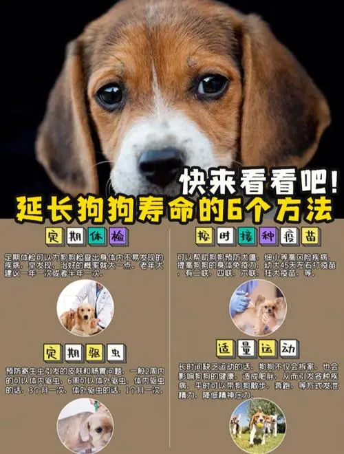 狗寿命：了解狗狗的寿命如何影响我们的陪伴