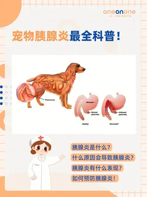 狗胰腺炎的症状及其预防和治疗