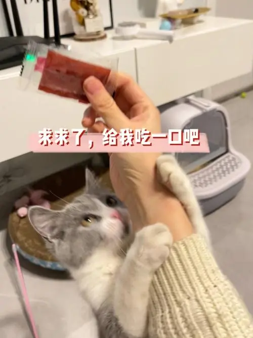 可以给猫吃猪肉脯吗？解答你的疑惑