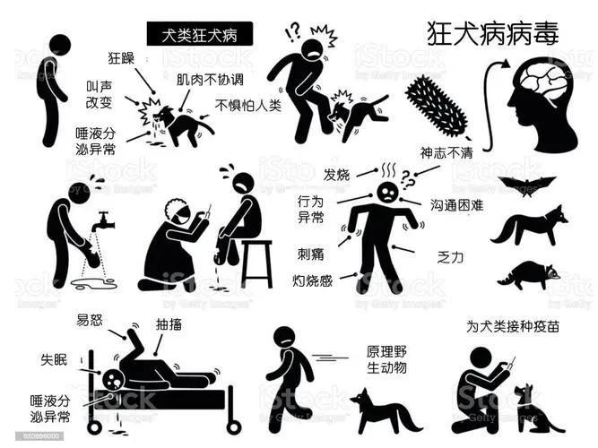 狂犬病毒症状详解——如何识别和应对