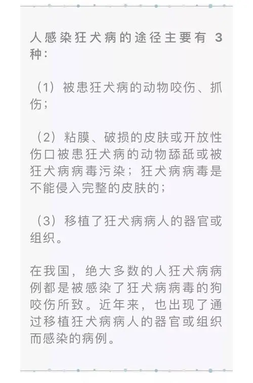 狂犬潜伏期：探寻疾病蔓延的秘密