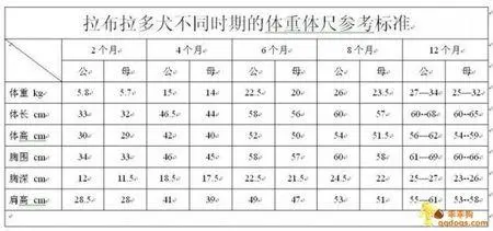 拉布拉多体重：如何科学管理你的宠物体型