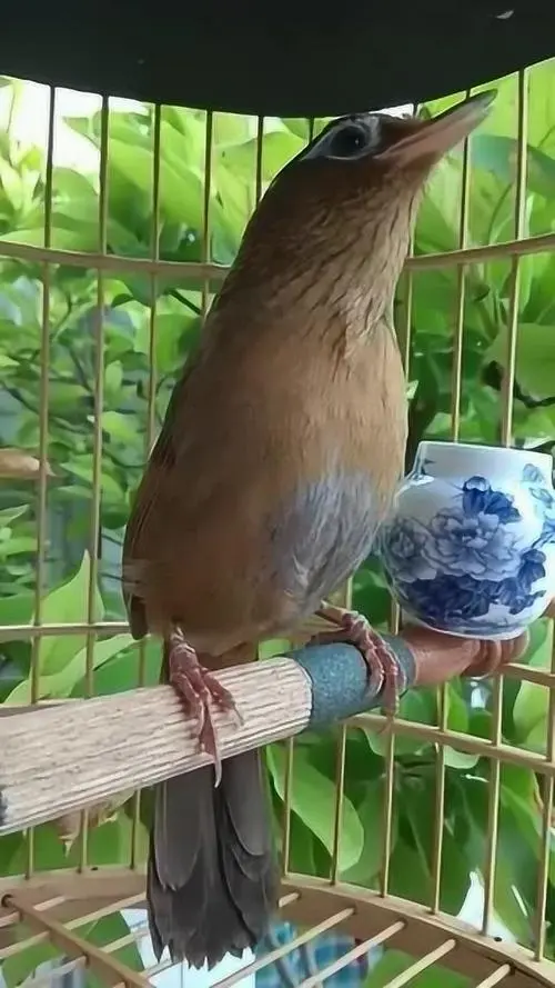 母画眉鸟：小鸟中的艺术大师