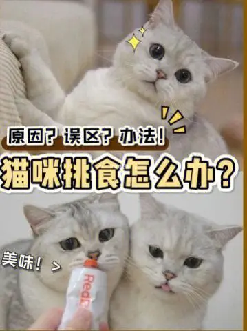 如何解决猫咪挑食的问题