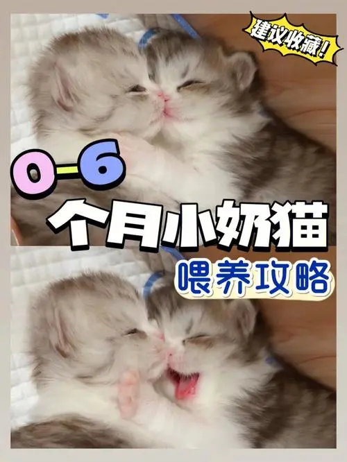 如何正确养护小奶猫