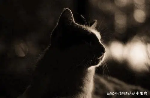 深夜迷梦，半夜猫叫，探寻夜晚神秘的旋律