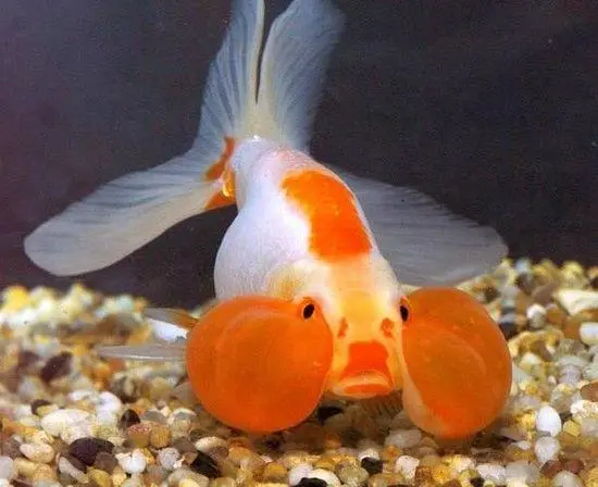 水泡金鱼-让你爱不释手的微型宠物