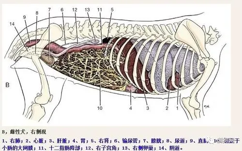 探秘母狗阴道：解析其结构与功能