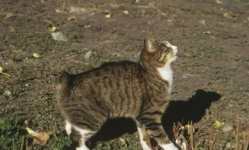 探秘无尾猫：神秘而独特的生物