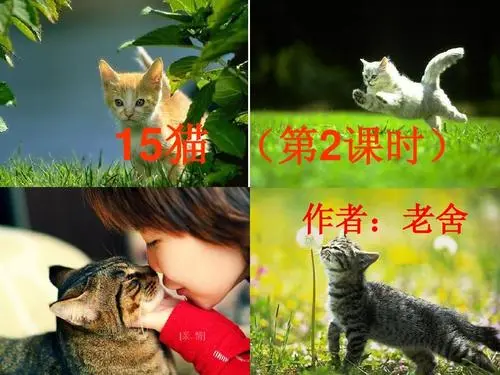 探讨猫声音的奥秘