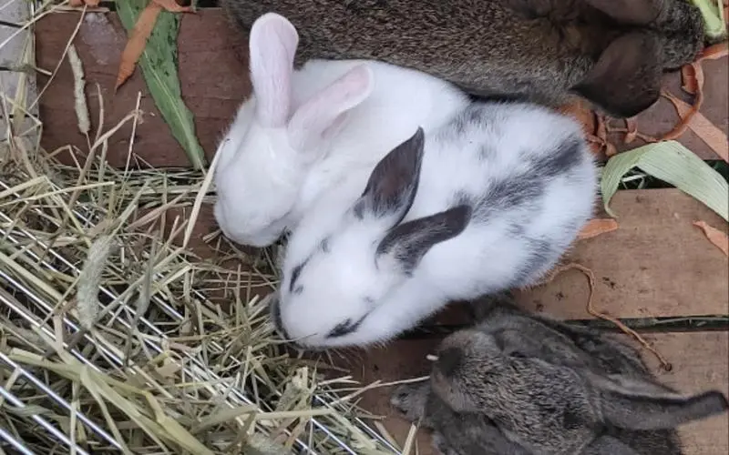 兔子究竟臭不臭？兔子臭吗？
