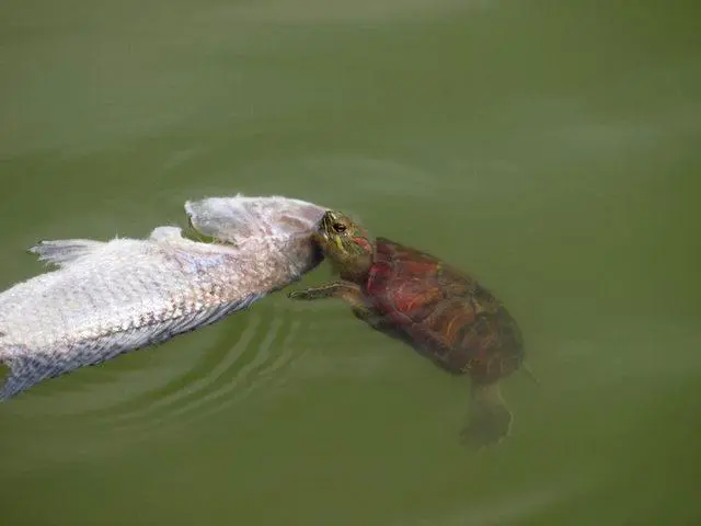 乌龟吃鱼食吗？