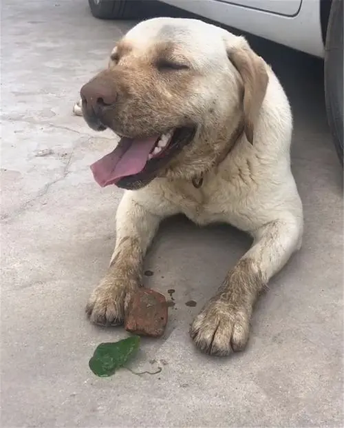 小狗的叫声 婴儿般的呜咽让人心生怜爱