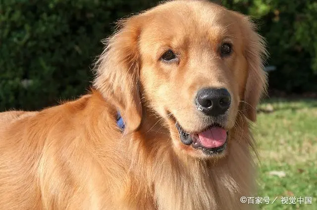 以金毛犬为关键词，拟定一个新标题