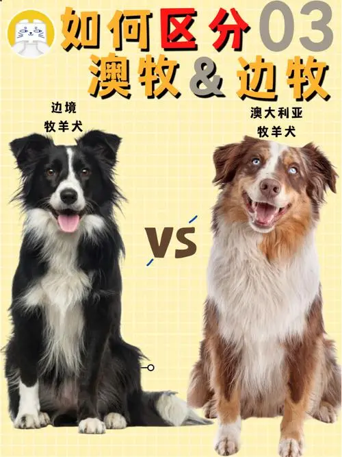 澳洲牧羊犬与边境牧羊犬：谁更聪明？（澳洲牧羊犬和边境牧羊犬哪个聪明）