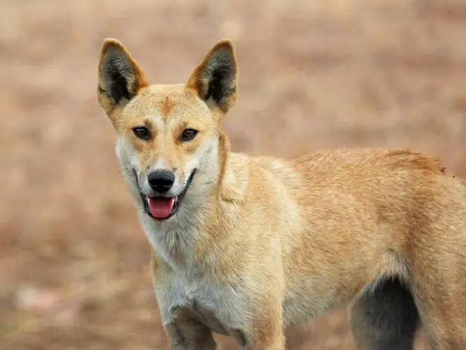 澳洲野犬：保护动物还是生态威胁？（澳洲野犬是保护动物吗）