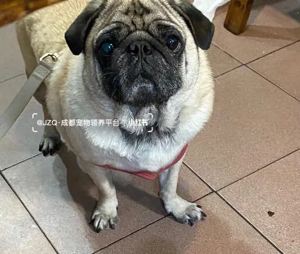 巴哥犬长腿和短腿的区别 巴哥犬长腿和短腿的区别图片