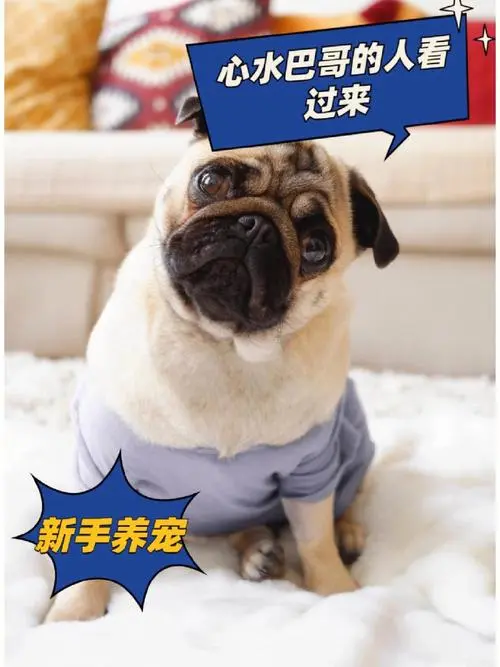 巴哥犬如何养护才能最好（巴哥犬怎么养最好）