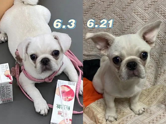 巴哥犬：一种斗牛犬吗？（巴哥犬是不是斗牛犬的一种）