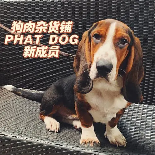 巴吉度属于什么犬？（巴吉度属于什么犬）