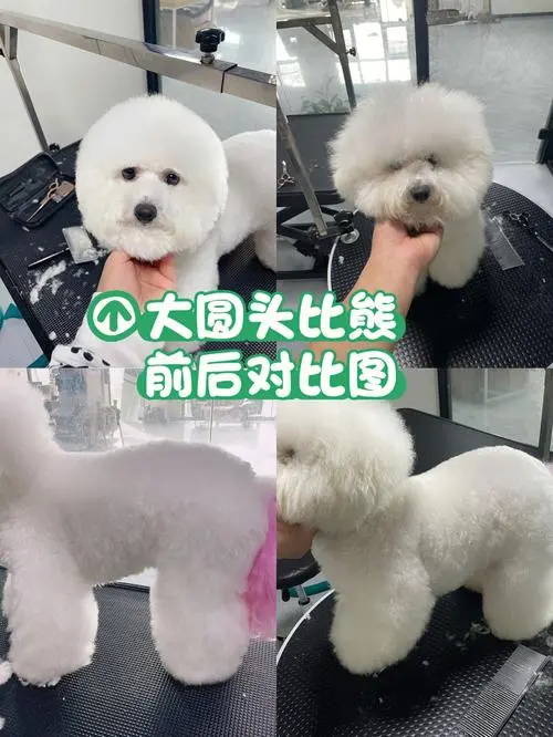 比熊犬优缺点及适合人群 比熊犬的优缺点