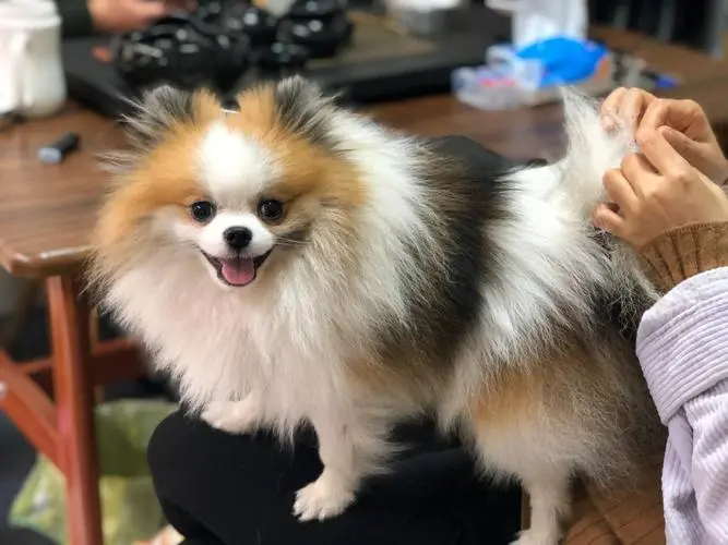 博美犬品相标准 博美犬品相标准图片