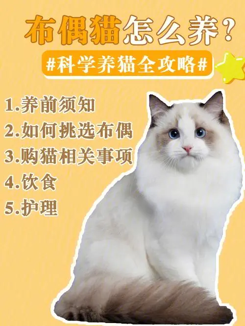 布偶猫怎么养 布偶猫怎么养新手入门