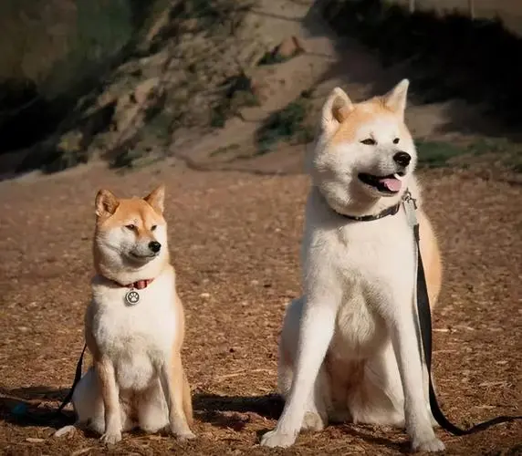 柴犬与秋田犬（柴犬跟秋田犬）