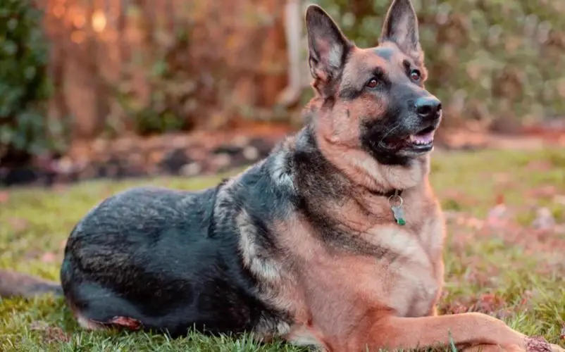 成年德国牧羊犬多少钱一只 成年德国牧羊犬多少钱一只纯种