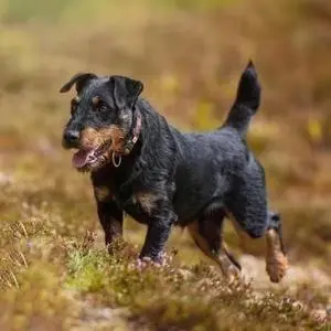 德国猎梗犬图片大全 德国猎梗犬的优缺点