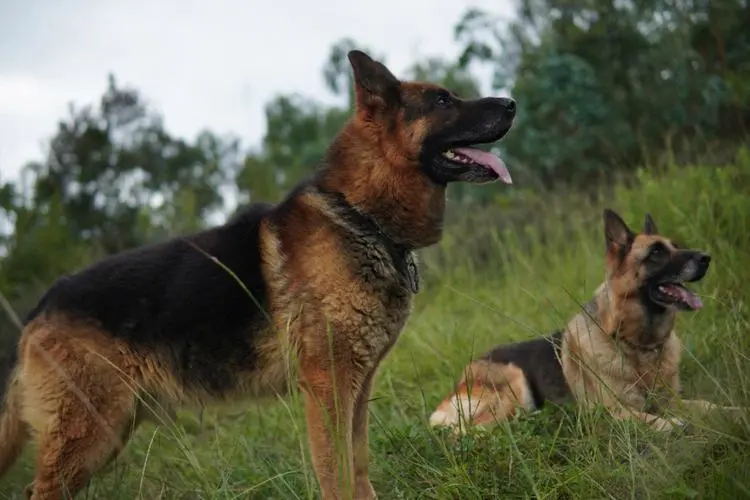 德国牧羊犬的寿命有多长时间 德国牧羊犬的寿命有多长时间啊